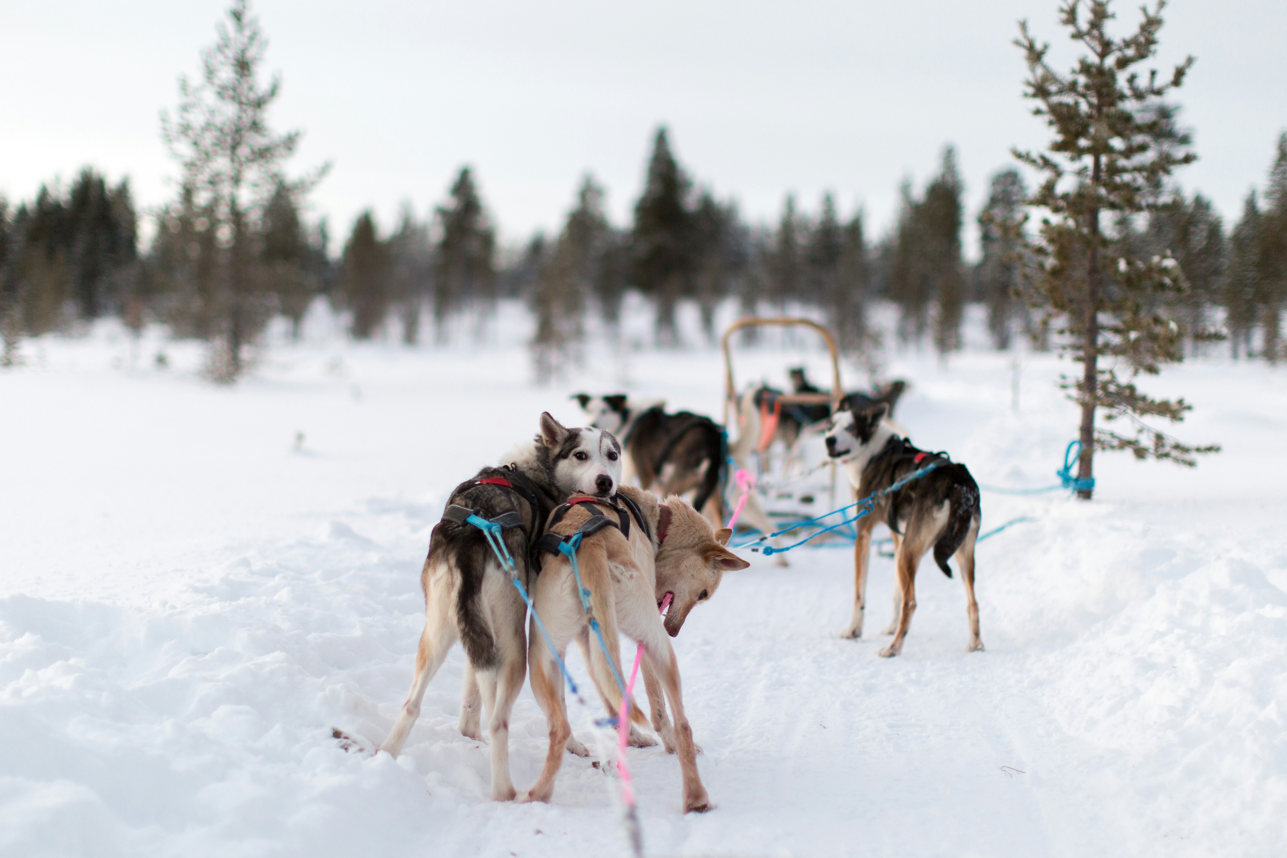 Husky sledding in Rovaniemi